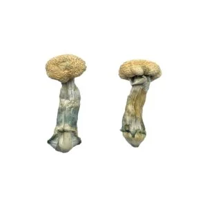Treasure Coast Mushroom